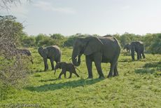 Afrikanischer Elefant (89 von 131).jpg